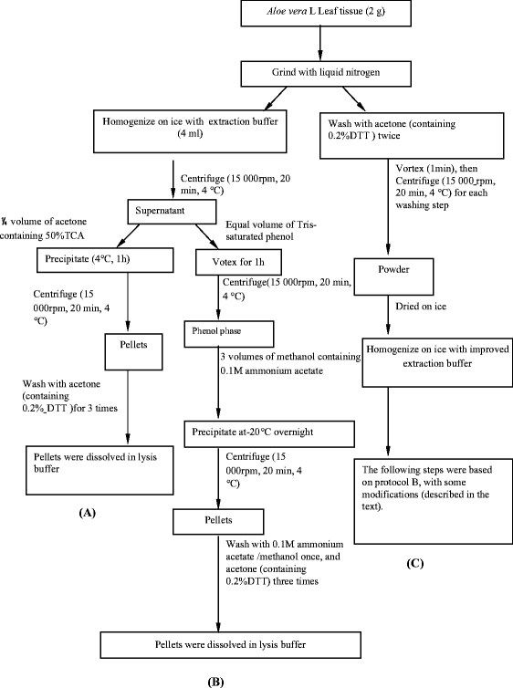Protein Extraction From Leaves Of Aloe Vera L A Succulent And Recalcitrant Plant For Proteomic Analysis Springerlink