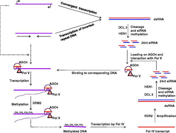 Plant Rna Interference Pathways Diversity In Function Similarity In Action Springerlink