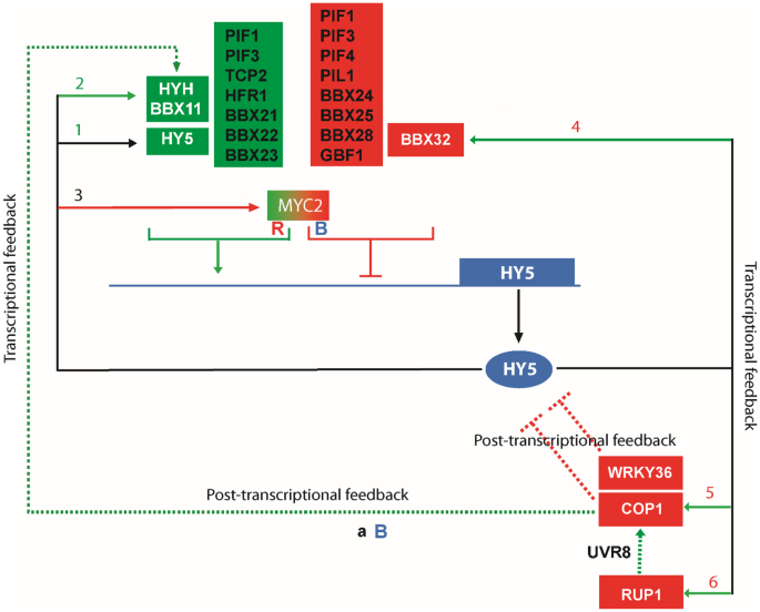 Transcriptional Feedback in Plant Growth and Defense by PIFs, BZR1, HY5,  and MYC Transcription Factors | SpringerLink