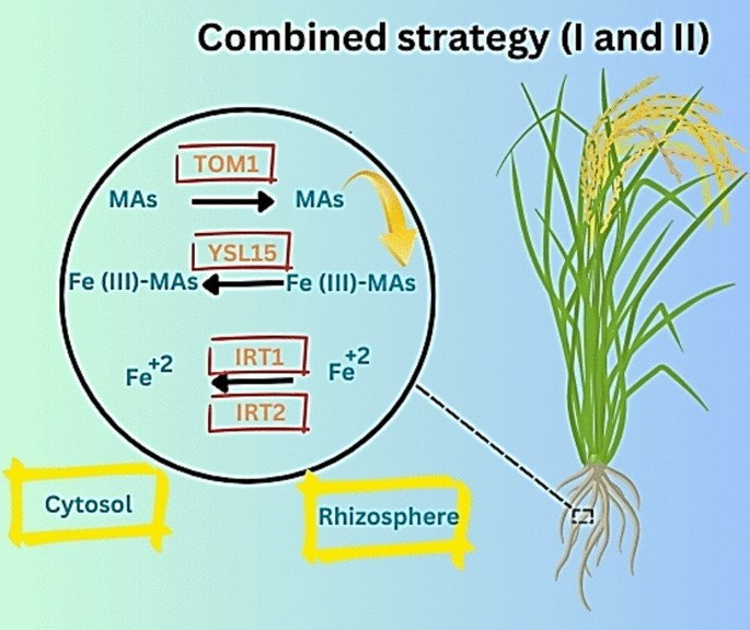 Rice Enhancer Iron Uptake Strategies in Rice: Exploring YSL Genes and Nutritional ...