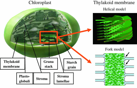 plant thylakoid membranes | SpringerLink