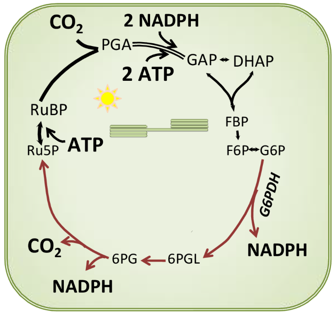 Discovery of the canonical Calvin–Benson cycle | SpringerLink