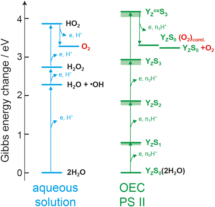 Water Oxidation In Photosystem Ii Springerlink