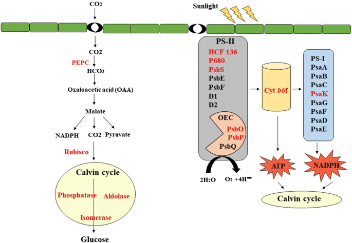 photosynthetic characterization and expression profiles of sugarcane infected by sugarcane mosaic virus scmv springerlink