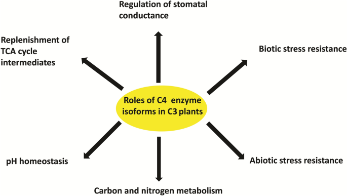 Role of C4 photosynthetic enzyme isoforms in C3 plants and their potential  applications in improving agronomic traits in crops | SpringerLink