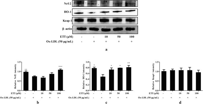 A Novel Peptide Isolated From Microalgae Isochrysis Zhanjiangensis Exhibits Anti Apoptosis And Anti Inflammation In Ox Ldl Induced Huvec To Improve Atherosclerosis Springerlink