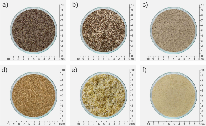 Optimization of Functional Muffins with Germinated Andean Pseudocereal ...