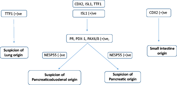 Neuroendocrine cancer unknown primary, Masader – Oman Virtual Science Library