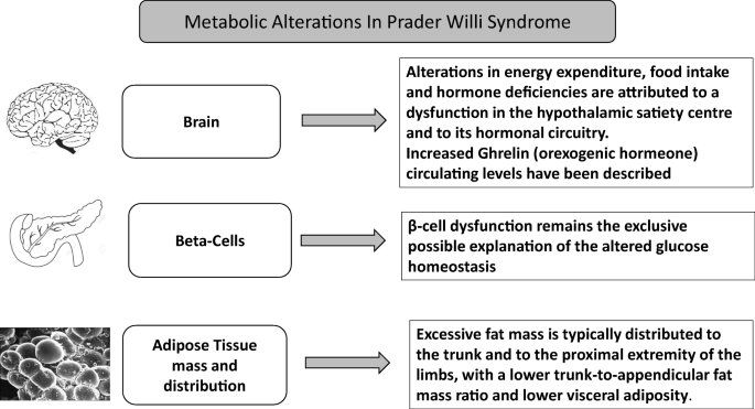 prader willi syndrome and glp 1 Prader-Willi symptoms signs do glp 1 work for