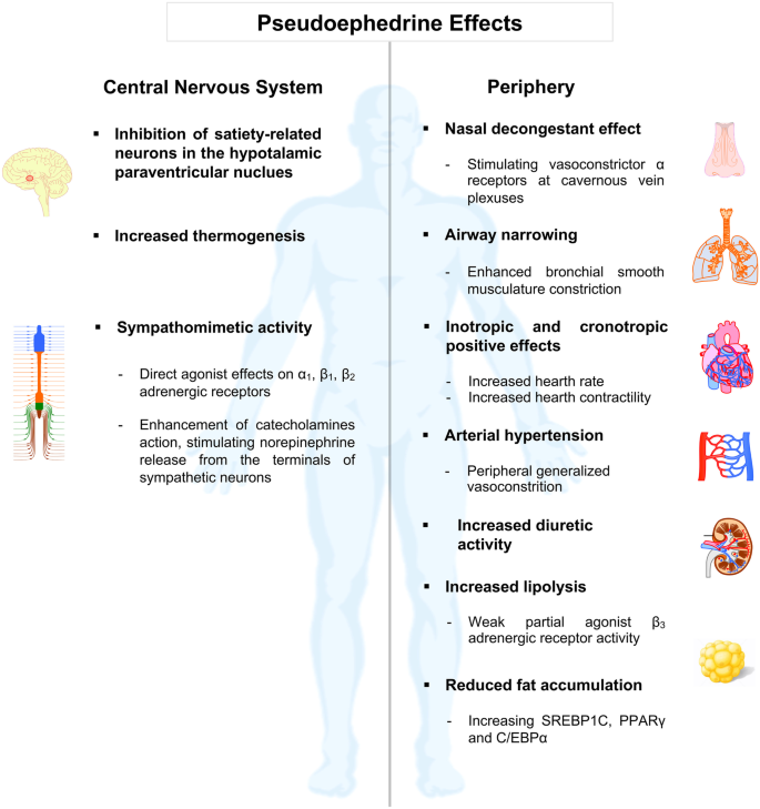 In Search Of An Ideal Drug For Safer Treatment Of Obesity The False Promise Of Pseudoephedrine Springerlink