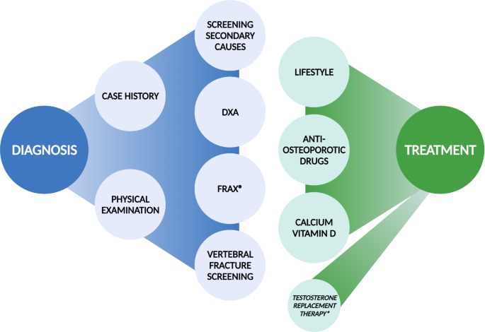 Assessment of bone strength in vivo in humans: A novel diagnostic tool for  osteoporosis - Mayo Clinic