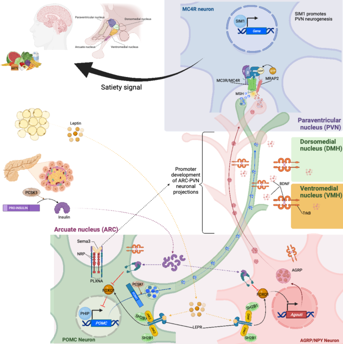 Mosaic CREBBP mutation causes overlapping clinical features of