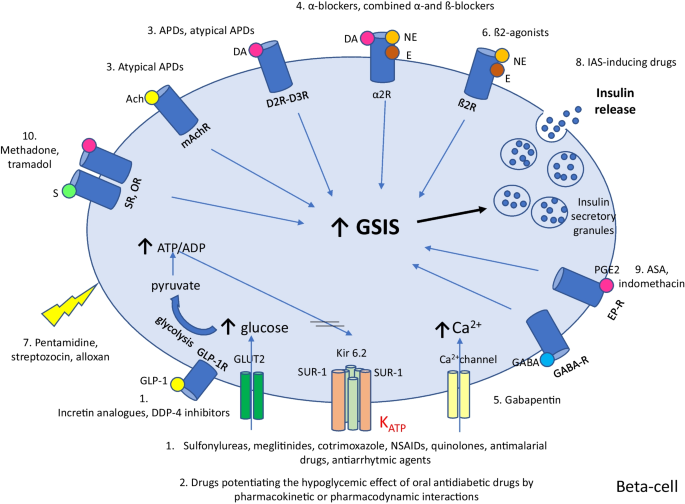 ishigaki glutathione overdose Drug-induced hyperinsulinemic hypoglycemia: An update on pathophysiology and treatment | Reviews in Endocrine and Metabolic Disorders Mechanism of inhibition of immunosuppressant Option:Baldwins Organic Cold Pressed Black Seed Oil 1litre