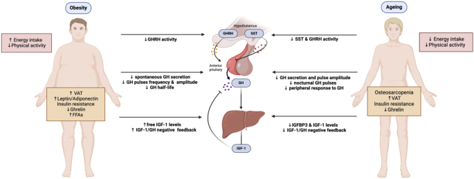 ipamorelin peptide dosage for muscle growth CJC-1295/Ipamorelin Dosage: Dosing & Cycle Guide