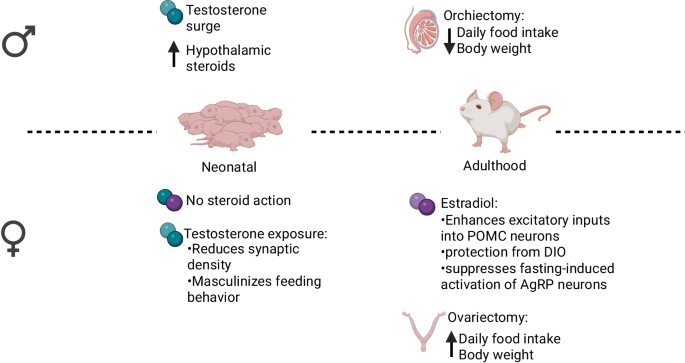 Sexual dimorphism in the development and function of the melanocortin  system | Reviews in Endocrine and Metabolic Disorders | Springer Nature Link