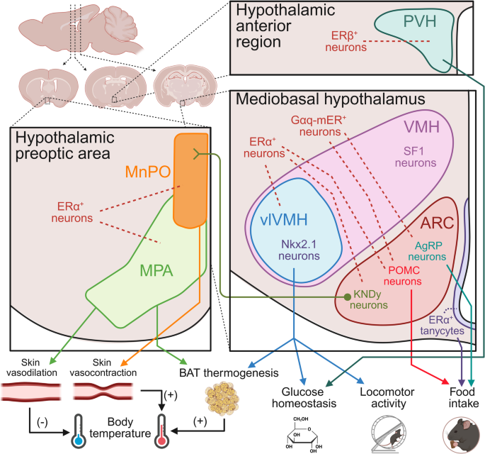 Hypothalamic actions of estrogens in the regulation of energy and ...