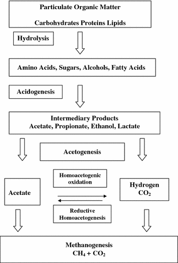The roles of acetotrophic and hydrogenotrophic methanogens during anaerobic  conversion of biomass to methane: a review | SpringerLink