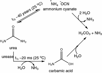 urea hydrolysis test