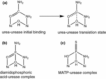 urea hydrolysis test