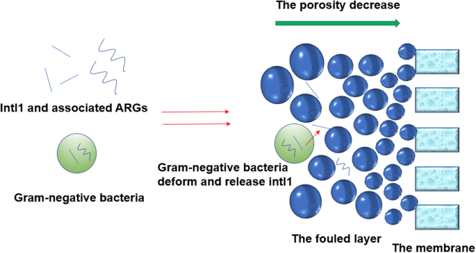 Removal Of Intl1 And Associated Antibiotics Resistant Genes In Water Sewage Sludge And Livestock Manure Treatments Springerlink