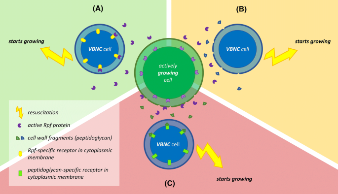 Challenges of unculturable bacteria: environmental perspectives | Reviews  in Environmental Science and Bio/Technology