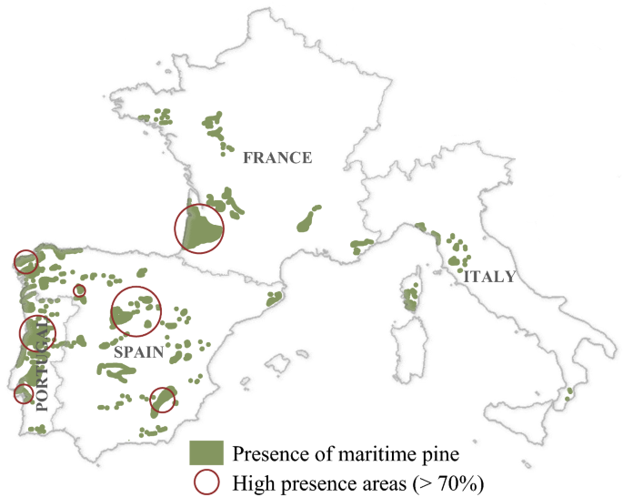 Chemical composition and industrial applications of Maritime pine (Pinus  pinaster Ait.) bark and other non-wood parts | SpringerLink