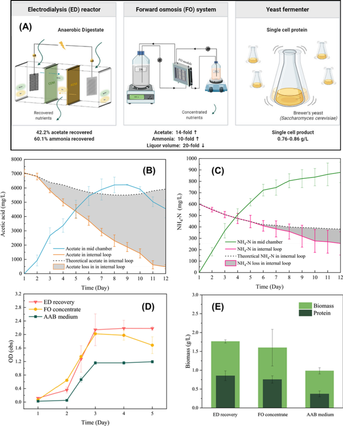 Valorizing food wastes: assessment of novel yeast strains for enhanced  production of single-cell protein from wasted date molasses