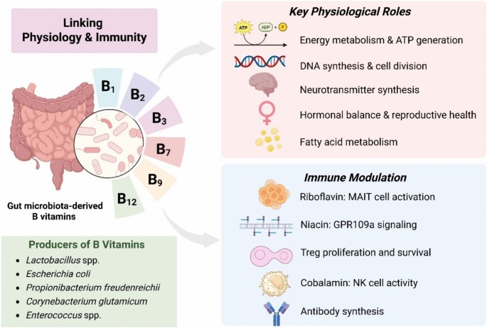 Valorizing agro-food waste for microbial B vitamin biosynthesis: impacts on  gut microbiota dynamics and microbial communication | Reviews in  Environmental Science and Bio/Technology | Springer Nature Link