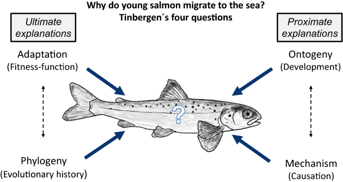 Studying behavioural variation in salmonids from an ecological perspective: observations questions methodological considerations | SpringerLink Studying behavioural variation in salmonids from an ecological perspective: observations questions methodological considerations | SpringerLink