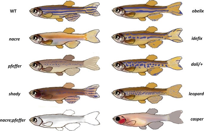 Individual identification and marking techniques for zebrafish