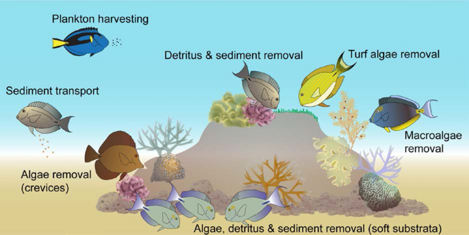 The functional roles of surgeonfishes on coral reefs: past, present and  future