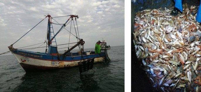 Figure 9 from SHRIMP TRAWL DESIGN IMPROVEMENTS SUGGESTED FOR MEXICAN  FISHERIES