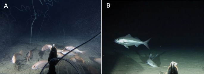 Small-scale fishing has affected abundance and size distributions of  deepwater snappers and groupers in the MesoAmerican region
