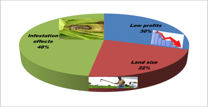 Frontiers  Fall armyworm from a maize multi-peril pest risk perspective