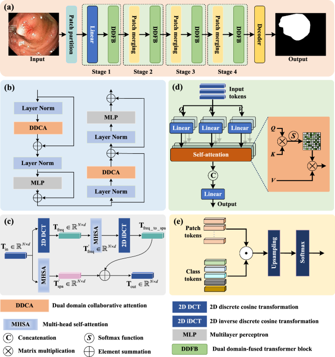 DDFformer: a dual-domain fused transformer for polyp segmentation | The ...