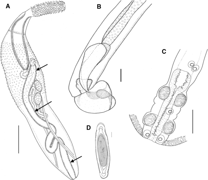 systema helminthum acanthocephala