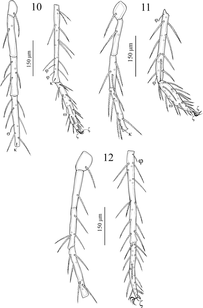 Two new larval species of Birjandtrombella (Neotrombidiidae) from