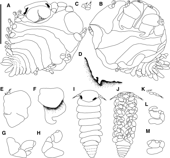First record of Bopyrina ocellata (Isopoda, Bopyridae) from the