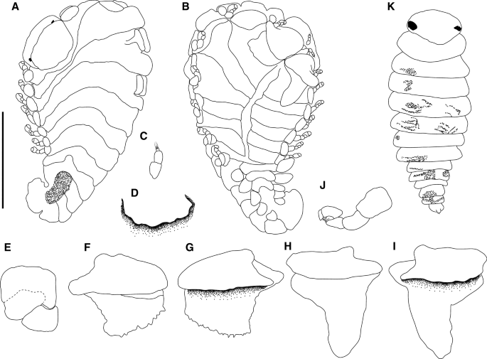 First record of Bopyrina ocellata (Isopoda, Bopyridae) from the