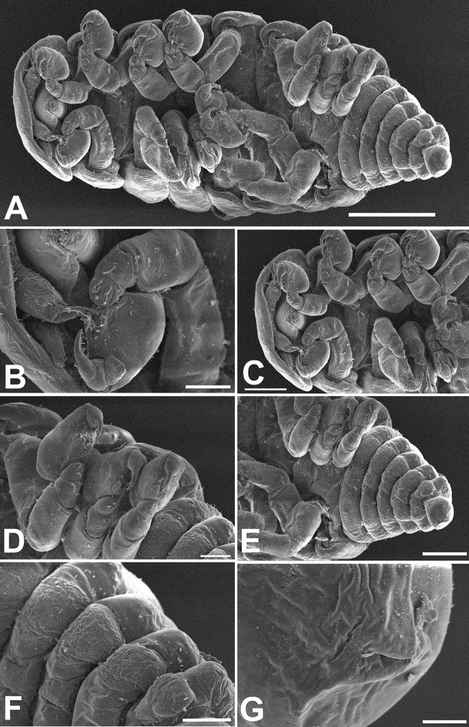 First record of Bopyrina ocellata (Isopoda, Bopyridae) from the