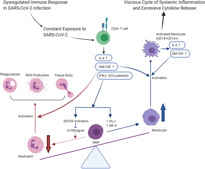 Covid 19 The Role Of Excessive Cytokine Release And Potential Ace2 Down Regulation In Promoting Hypercoagulable State Associated With Severe Illness Springerlink