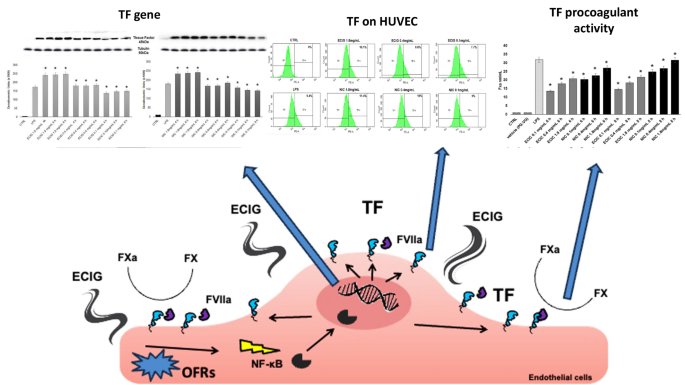 E-Cigarettes induce expression of procoagulant tissue factor in cultivated human endothelial cells | Journal of Thrombosis and Thrombolysis | Springer Nature Link E-Cigarettes induce expression of procoagulant tissue factor in cultivated human endothelial cells | Journal of Thrombosis and Thrombolysis | Springer Nature Link