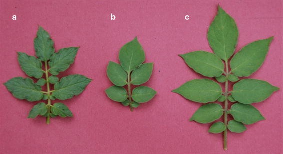 Picture of Solanum sect. Etuberosum