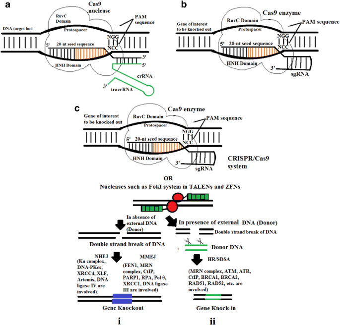 Genome Editing Of Potato Using Crispr Technologies Current Development And Future Prospective Springerlink Genome Editing Of Potato Using Crispr Technologies Current Development And Future Prospective Springerlink