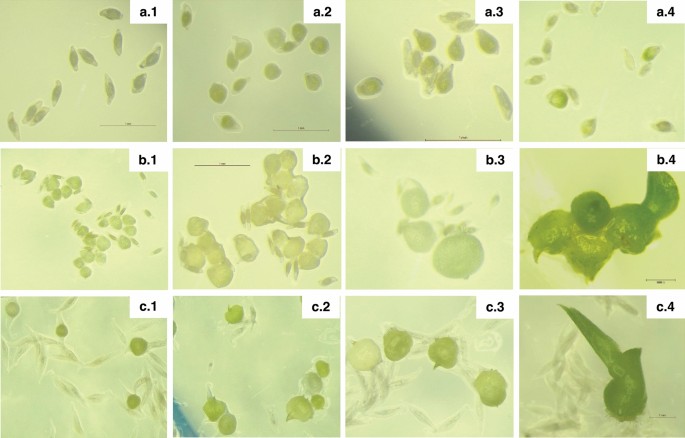 Comparative In Vitro Seed Germination And Seedling Development In Tropical And Temperate Epiphytic And Temperate Terrestrial Orchids Springerlink