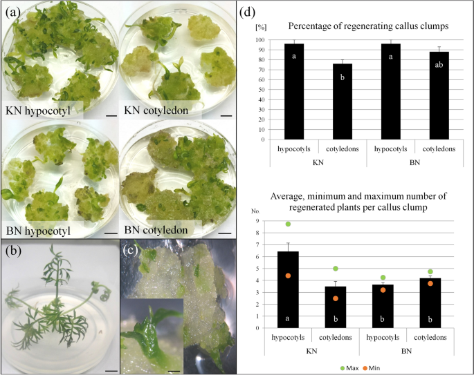 Effective callus induction plant regeneration in and protoplast cultures of Nigella L. | SpringerLink