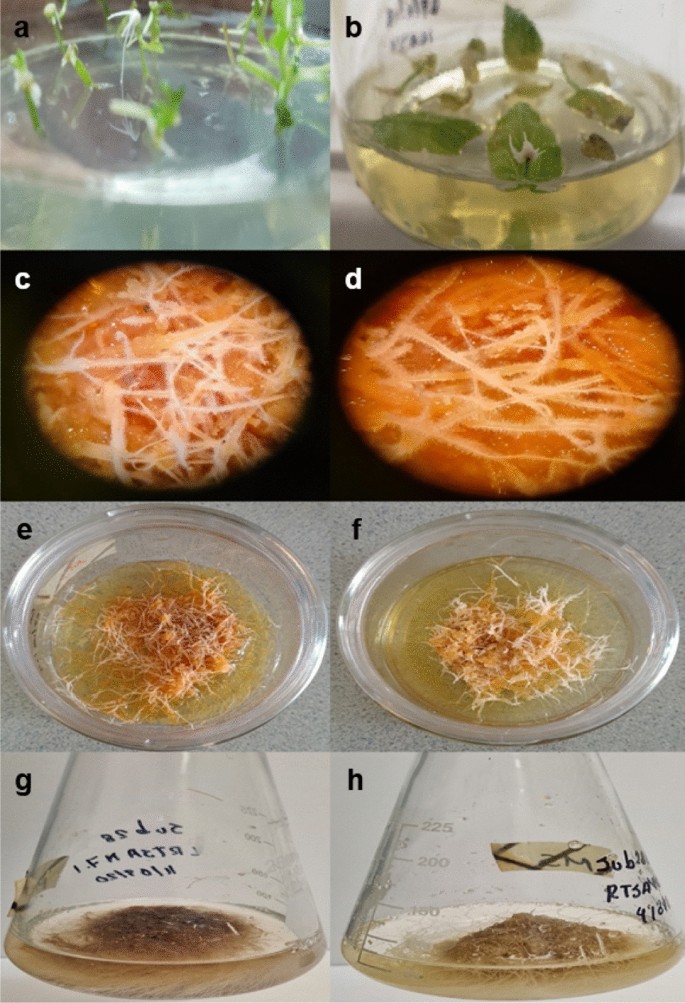Anti Inflammatory Compounds Produced In Hairy Roots Culture Of Sphaeralcea Angustifolia Springerlink