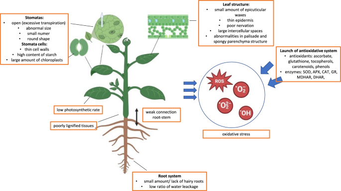 Challenges and insights in the acclimatization step of micropropagated  woody plants | Plant Cell, Tissue and Organ Culture (PCTOC) | Springer  Nature Link
