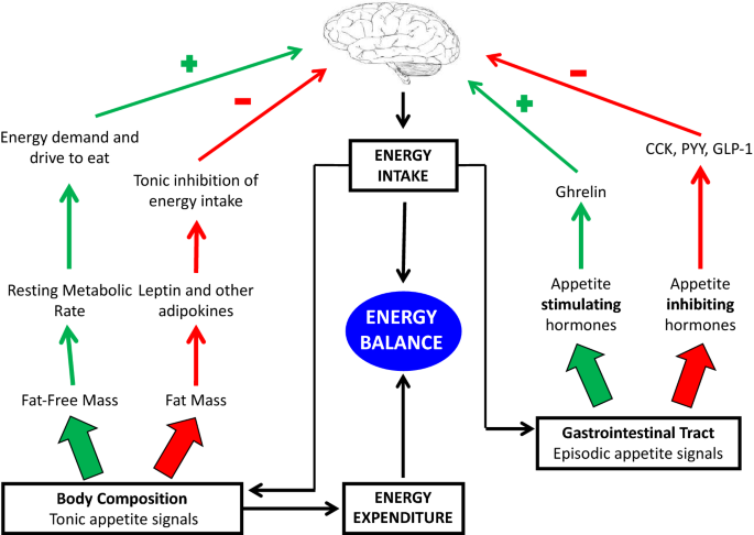 10A schematic depicting the hormones that support pregnancy alongside  - Download Scientific Diagram