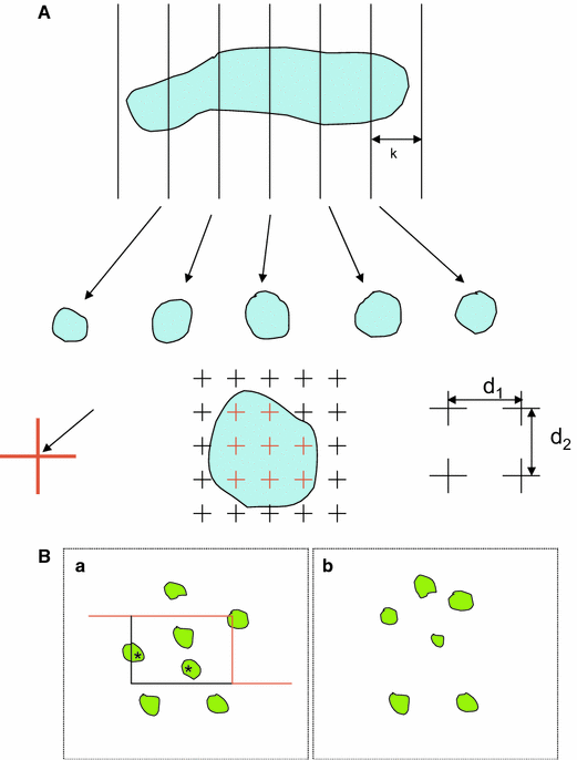 quantitative stereology quantitative stereology